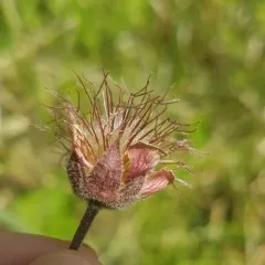 Water Avens thumbnail 3