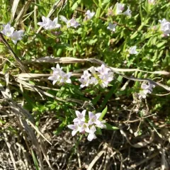 long-leaved bluets thumbnail 3