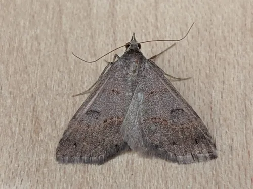 Hemeroplanis historialis
