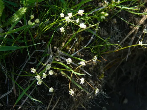 Leiberg's umbrellawort