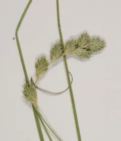 silvery-flowered sedge thumbnail 2