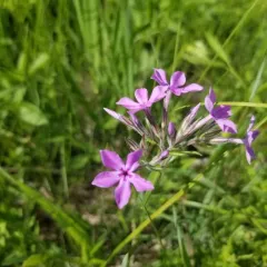 prairie phlox thumbnail 2