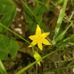 yellow star grass thumbnail 2