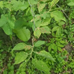 Plum Finger Gall Mite thumbnail 4