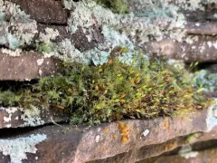 Blue Dew-moss thumbnail 1