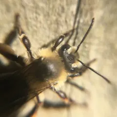 Snowy Mining Bee thumbnail 4