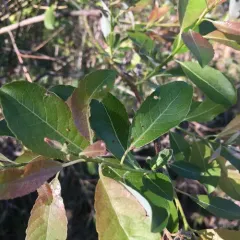 Willow Bead Gall Mite thumbnail 3