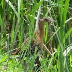 King Rail thumbnail 2