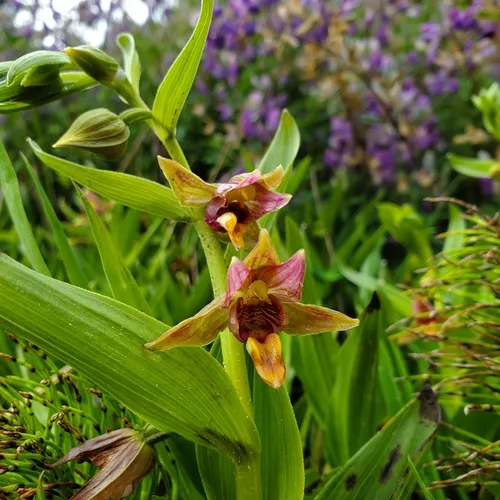 Stream Orchid