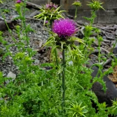 milk thistle thumbnail 2