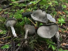 Helvella cupuliformis thumbnail 4
