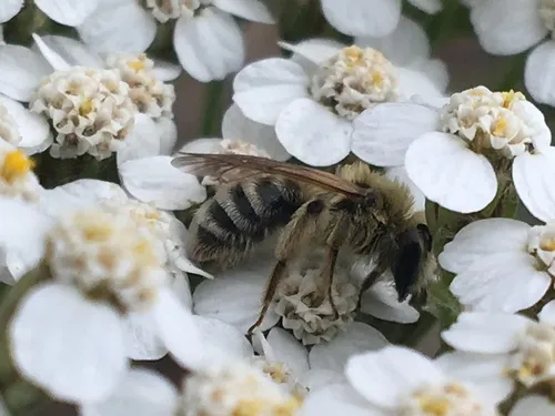 British Columbia Miner Bee