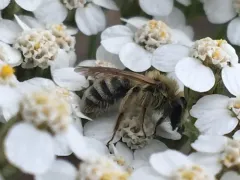 British Columbia Miner Bee thumbnail 1