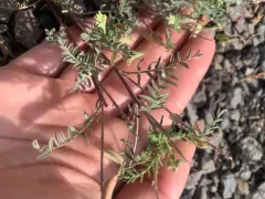 Pauper Milkvetch thumbnail 4