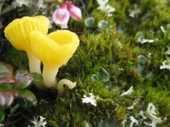 Arctic Mushroom Scales Lichen thumbnail 4