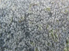 Violella fucata thumbnail 2