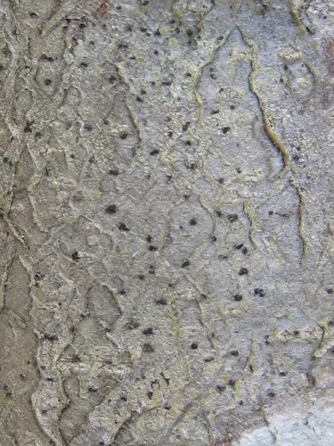 Mycoporum compositum