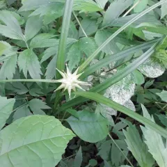 Gray's sedge thumbnail 4