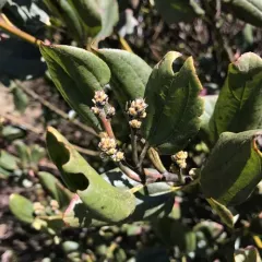 Snowbrush Ceanothus thumbnail 4