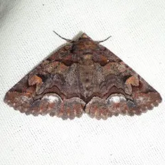 Brown-spotted Zale Moth thumbnail 4