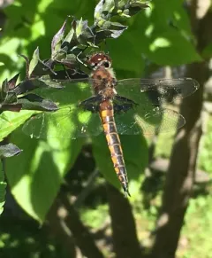 Mantled Baskettail thumbnail 3