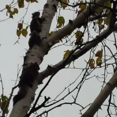 Northern Flying Squirrel thumbnail 3