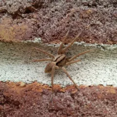 Drumming Sword Wolf Spider thumbnail 2