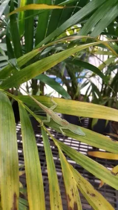 Green Anole thumbnail 4