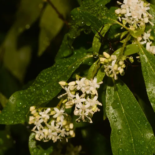 brown dogwood