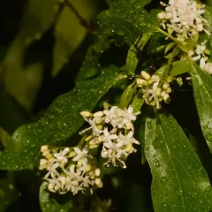 brown dogwood thumbnail 1