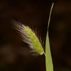 bristly dogtail grass thumbnail 2