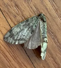 Transfigured Hydriomena Moth thumbnail 1
