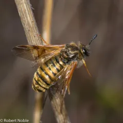 Green Honeysuckle Sawfly thumbnail 2