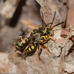 Black-and-yellow Nomad Bee thumbnail 3