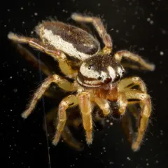 Yellowleg Jumping Spider thumbnail 2