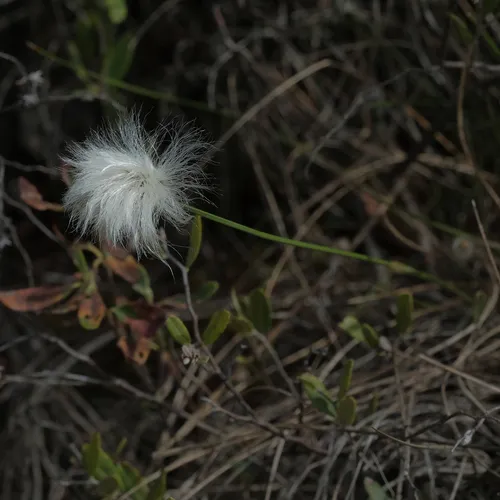 tussock cottongrass