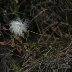tussock cottongrass thumbnail 1