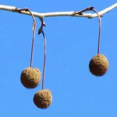 American sycamore thumbnail 4