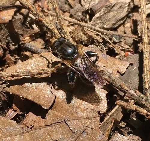 Black Spur Fly
