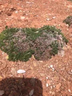 Mat Prickly Phlox thumbnail 4