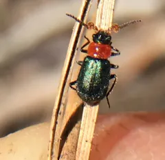 Black-headed Melyrid thumbnail 2