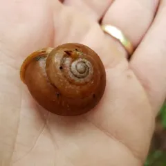 Eastern Whitelip thumbnail 3