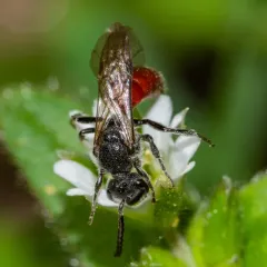 Buttercup Blood Bee thumbnail 3