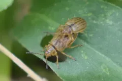 Ophraella cribrata thumbnail 2