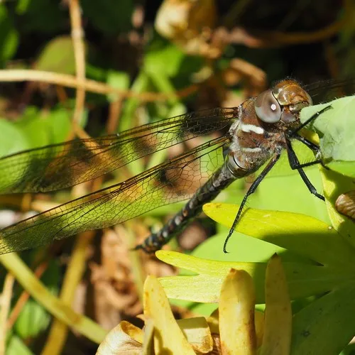 Spatterdock Darner