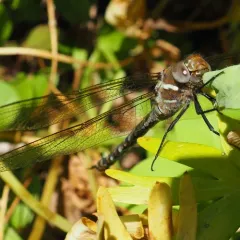 Spatterdock Darner thumbnail 1