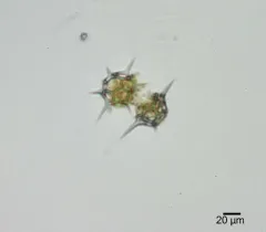 Octactis speculum thumbnail 2