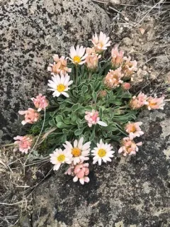 Nevada grounddaisy thumbnail 2