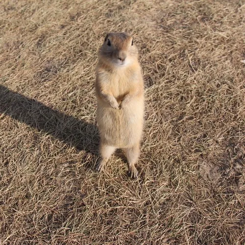 Richardson's Ground Squirrel