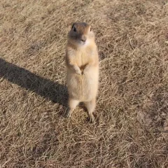 Richardson's Ground Squirrel thumbnail 1